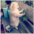 Cani, gatti, conigli pappagalli e porcellini: foto più belle su Instagram12