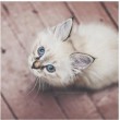 Cani, gatti, conigli pappagalli e porcellini: foto più belle su Instagram05