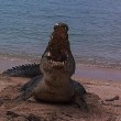 Australia, coccodrillo marino mangia tartaruga morta02