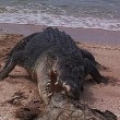 Australia, coccodrillo marino mangia tartaruga morta03