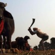Nepal, il grande mattatoio: migliaia di animali macellati in onore di dea indu 03