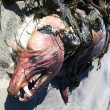 Creatura misteriosa ritrovata morta su spiaggia California01