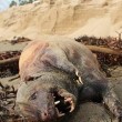 Creatura misteriosa ritrovata morta su spiaggia California02