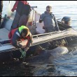 Norvegia, squalo da 565 kg pescato con il kayak04