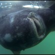 Norvegia, squalo da 565 kg pescato con il kayak01