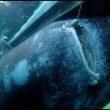 Norvegia, squalo da 565 kg pescato con il kayak02
