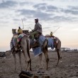 Abu Dhabi: robot al posto dei baby-fantini nelle corse di cammelli03