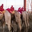 Abu Dhabi: robot al posto dei baby-fantini nelle corse di cammelli04