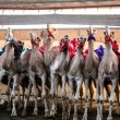 Abu Dhabi: robot al posto dei baby-fantini nelle corse di cammelli02