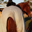 Morris, il gatto che ama andare a passeggio su un cavallo FOTO02