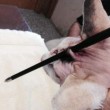 Florida, gatta sopravvive a freccia in testa FOTO. Polizia cerca i responsabili 03