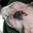 Florida, gatta sopravvive a freccia in testa FOTO. Polizia cerca i responsabili 04
