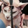 Florida, gatta sopravvive a freccia in testa FOTO. Polizia cerca i responsabili 05