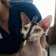 Florida, gatta sopravvive a freccia in testa FOTO. Polizia cerca i responsabili 06