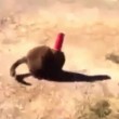 VIDEO YouTube: gatto con testa incastrata nel bicchiere, cane arriva e lo libera