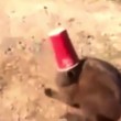 VIDEO YouTube: gatto con testa incastrata nel bicchiere, cane arriva e lo libera2