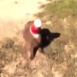 VIDEO YouTube: gatto con testa incastrata nel bicchiere, cane arriva e lo libera6