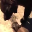 VIDEO YouTube: gatto con testa incastrata nel bicchiere, cane arriva e lo libera4