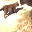VIDEO YouTube: gatto con testa incastrata nel bicchiere, cane arriva e lo libera3