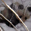 Washington, il baby panda gioca per la prima volta con la neve01