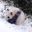 Washington, il baby panda gioca per la prima volta con la neve02