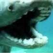 Squalo preistorico con 300 denti pescato in Australia 02