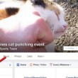 Facebook, chiusa la pagina che invitava a picchiare i gatti 2