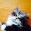 Atchoum, il gatto super-peloso star del web 04