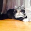 Atchoum, il gatto super-peloso star del web 11