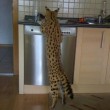 Gattopardo africano sequestrato05