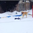 Elsa, il labrador che aiuta i padroni a spazzare la neve