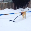 Elsa, il labrador che aiuta i padroni a spazzare la neve02