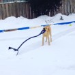Elsa, il labrador che aiuta i padroni a spazzare la neve03