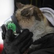 Usa, gatto sopravvive a incendio: pompieri gli danno l'ossigeno