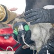 Usa, gatto sopravvive a incendio: pompieri gli danno l'ossigeno3