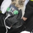 Usa, gatto sopravvive a incendio: pompieri gli danno l'ossigeno02