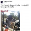 Australia, koala vuole "rubare" auto in sosta07