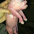 Cina, il maiale deformato che ha la faccia che sembra umana 03