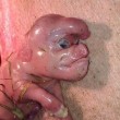 Cina, il maiale deformato che ha la faccia che sembra umana 02