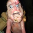 Cina, il maiale deformato che ha la faccia che sembra umana