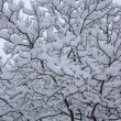 Maltempo: neve al Nord, bora a 150 km/h a Trieste, acqua alta a Venezia FOTO 3