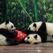 Cina, tre panda gemelli giocano al Safari Park di Guangzhou04