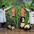 Cina, tre panda gemelli giocano al Safari Park di Guangzhou03