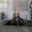 Verona, cede pavimento: 6 tori cadono nella vasca dei liquami02