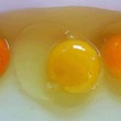 Uova, colore tuorlo indica se galline sono ruspanti o allevamento 1
