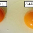 Uova, colore tuorlo indica se galline sono ruspanti o allevamento 2