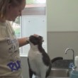Il gatto che massaggia la schiena alla sua padrona (2)