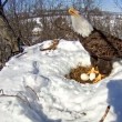 Mamma aquila protegge le sue uova dalla neve scaldandole (2)