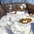Mamma aquila protegge le sue uova dalla neve scaldandole (3)