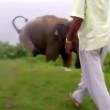 VIDEO YouTube ubriaco provoca elefante, che lo abbatte e lo calpesta (3)